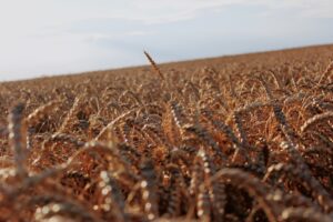 Le régime sans gluten contre la maladie cœliaque