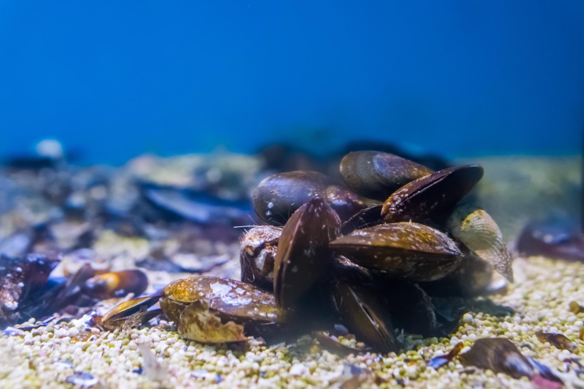 Review: Multifaceted role of natural sources for COVID-19 pandemic as marine drugs. Image Credit: Charlotte Bleijenberg / Shutterstock