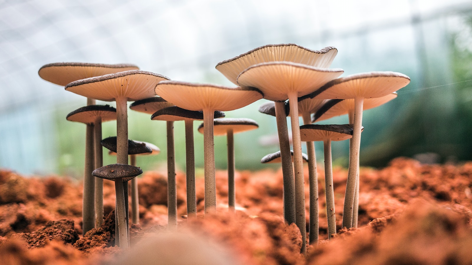 Un champignon pour la mémoire