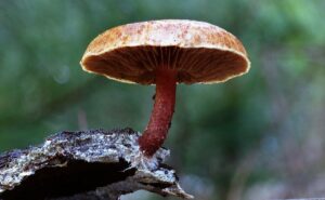 Champignons médicinaux : c'est quoi ?