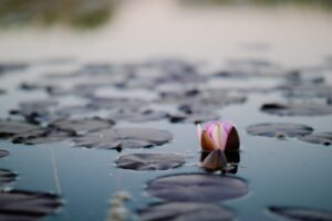 La thérapie MBCT contre l’anxiété