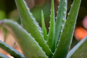 Les aphtes traités à l’aloe vera