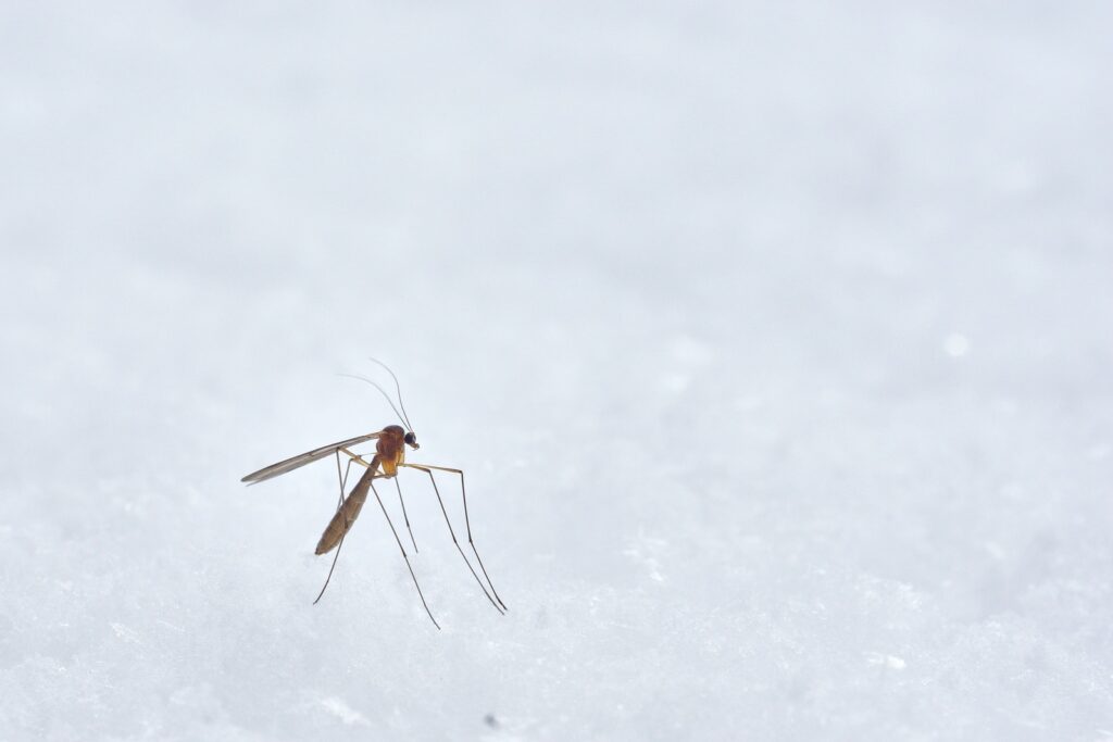 La citronnelle pour éviter les piqûres de moustiques