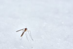 La citronnelle pour éviter les piqûres de moustiques