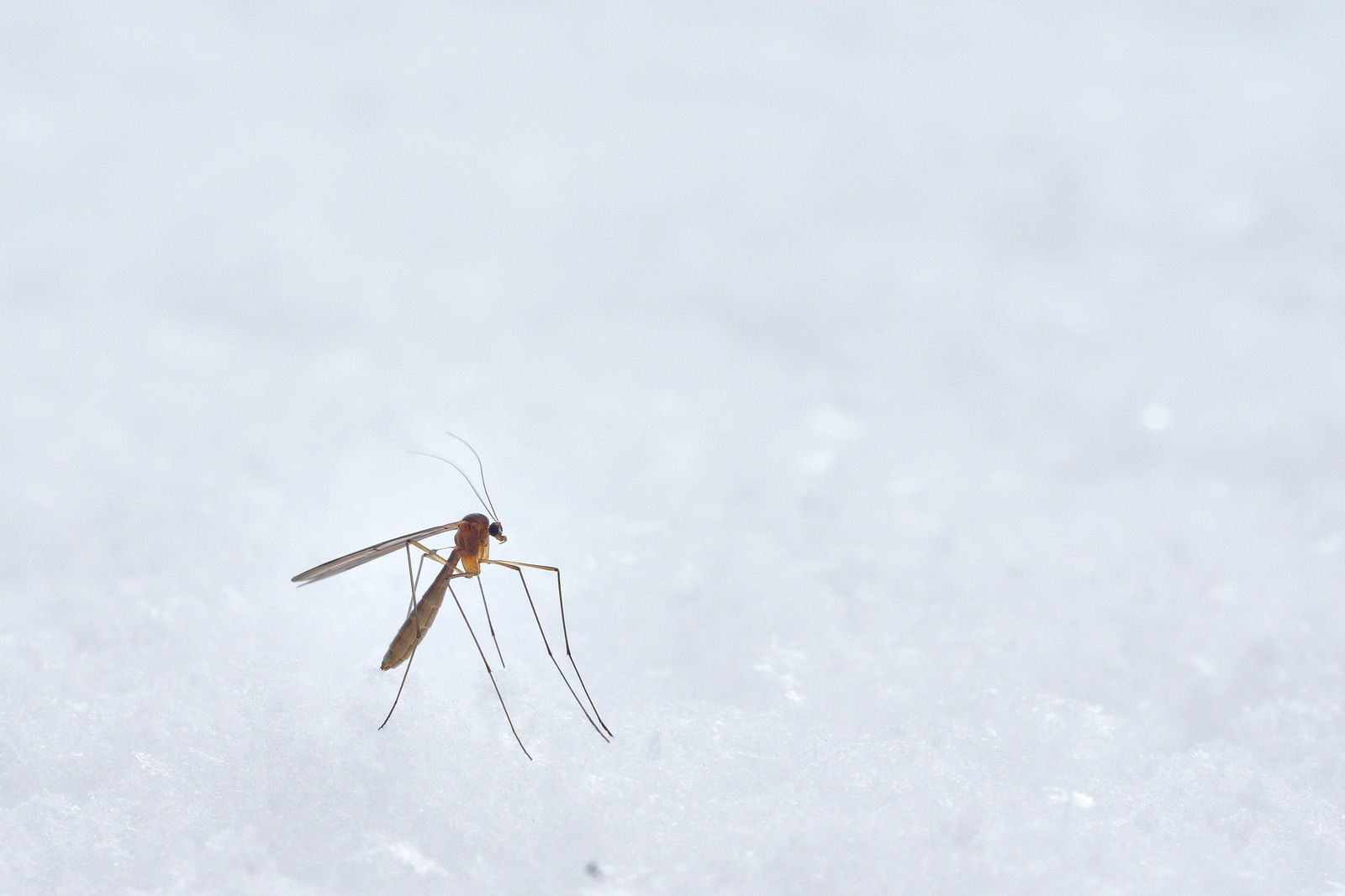 La citronnelle pour éviter les piqûres de moustiques