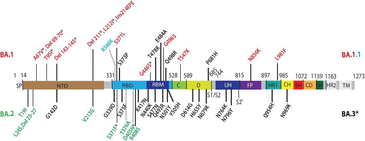 Substitutions de la lignée Omicron dans l'épi. Des substitutions d'Omicron sont présentées dans une structure primaire de la protéine de pointe SARS-CoV-2, avec divers domaines et sites de clivage indiqués. SP, peptide signal ; NTD, domaine N-terminal ; RBD, domaine de liaison au récepteur ; RBM, motif de liaison au récepteur ; C, domaine C ; D, domaine D; S1/S2, jonction de clivage furine des sous-unités S1/S2 ; UH, hélice amont ; FP, peptide de fusion ; HR1/2, répétition heptadique 1/2 ; CH, hélice centrale ; BH, épingle à cheveux bêta ; CD, domaine de connecteur ; SH, hélice de tige ; TM, domaine transmembranaire. Les substitutions communes aux COV Omicron (BA) sont indiquées en noir. Les substitutions uniques à BA.1 VOC sont indiquées en rouge. La substitution R346K présente en plus dans BA.1.1 est indiquée en bleu clair. Les substitutions uniques à BA.2 VOC sont indiquées en vert. Les substitutions dans BA.1 et BA.2 partagées par BA.3 VOC sont indiquées sous forme de résidus marqués d'un astérisque.