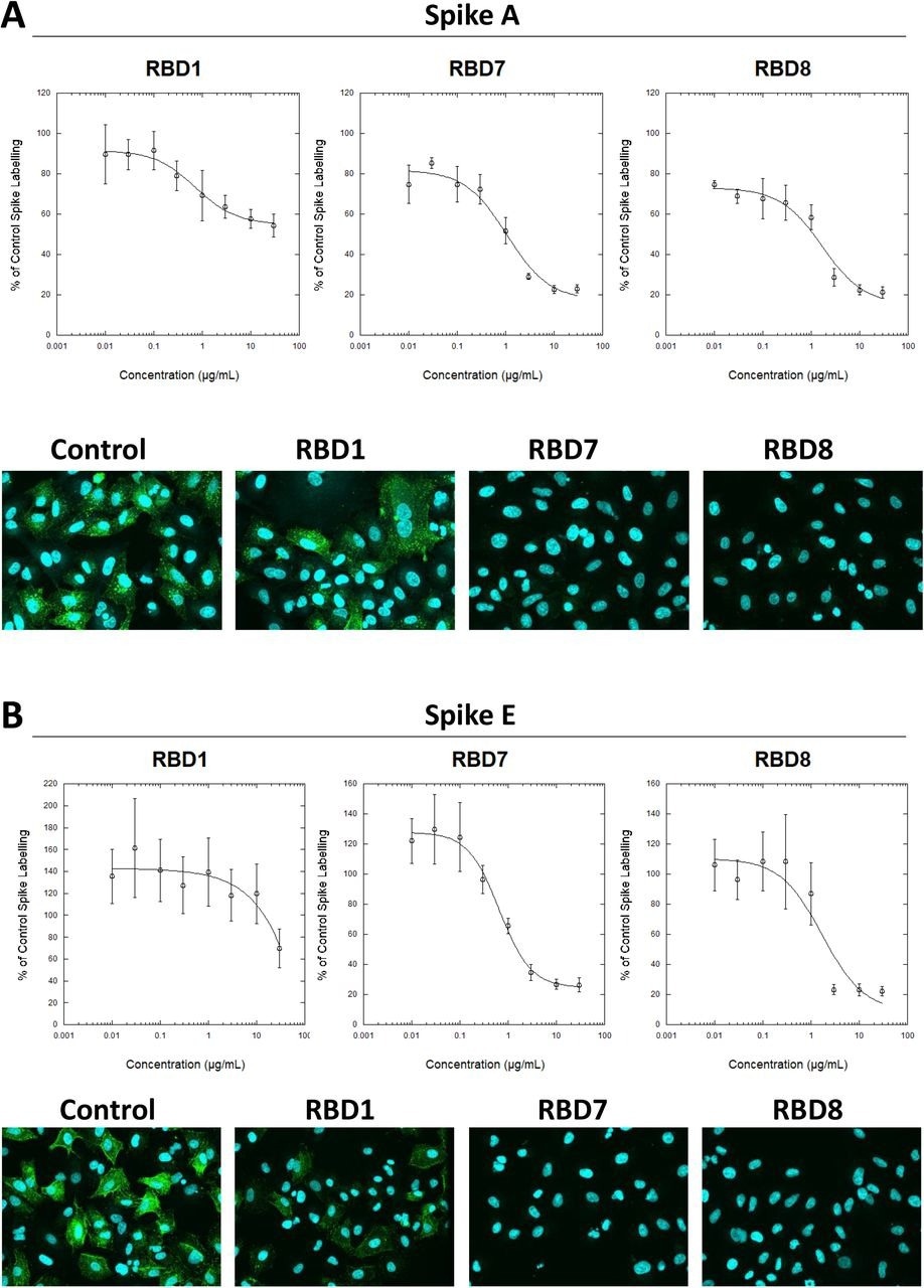 Caractérisation des anticorps bloquant la pointe Marquage des cellules A549-ACE2 par la protéine de pointe recombinante A (A) ou E (B) qui avait été pré-incubée en l'absence ou en présence des concentrations indiquées d'anticorps RBD1, RBD7 ou RBD8, suivie d'une détection en utilisant des anticorps anti-IgG anti-souris conjugués à l'anti-His + AF488, et la visualisation et la quantification de l'intensité de marquage de la protéine de pointe par microscopie confocale. Les tracés montrent les données exprimées en moyenne ± SEM de trois expériences indépendantes. Une ligne continue représente une régression non linéaire à l'aide d'une équation logistique à 4 paramètres. Les images confocales représentatives montrent l'étiquetage des cellules dans des conditions de contrôle ou avec une protéine de pointe pré-incubée avec 10 μg/mL RBD1, RBD7 ou RBD8.