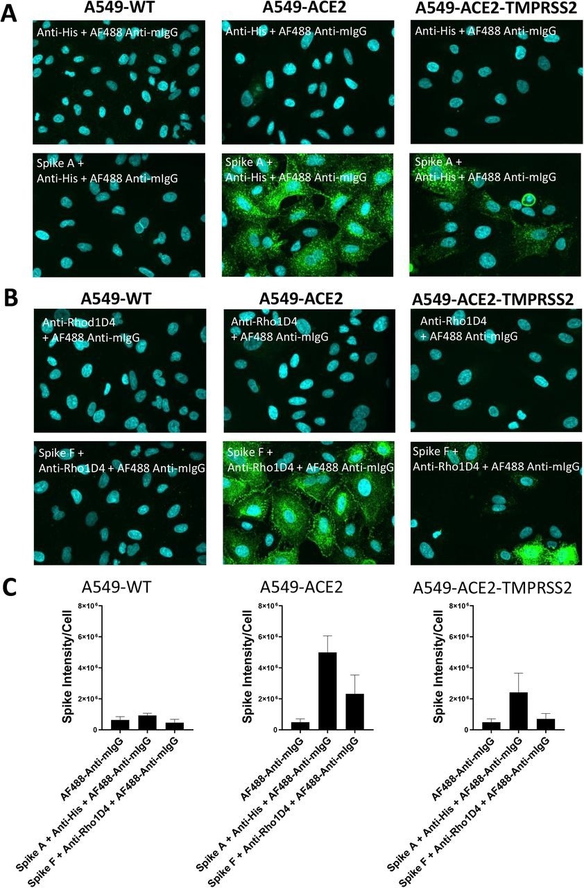 Marquage des cellules A549 exprimant ACE2 par des protéines de pointe recombinantes (A) Images confocales représentatives montrant le marquage des cellules A549 de type sauvage (A549-WT), surexprimant ACE2 (A549-ACE2) et surexprimant ACE2 et TMPRSS2 (A549-ACE2-TMPRSS2) par la protéine de pointe recombinante A (