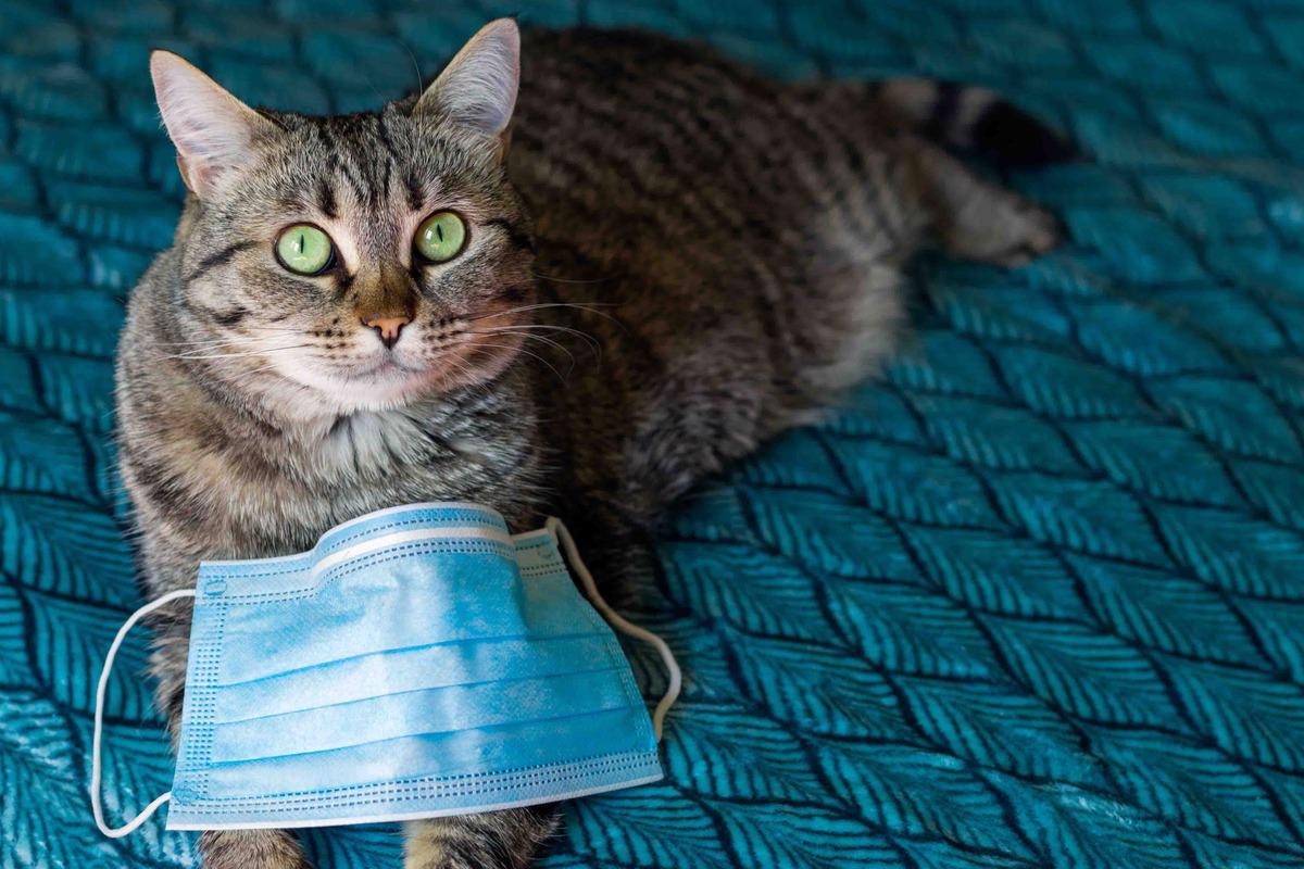 Study: Suspected Cat-to-Human Transmission of SARS-CoV-2, Thailand, July–September 2021. Image Credit: TanyaPhOtOgraf/Shutterstock