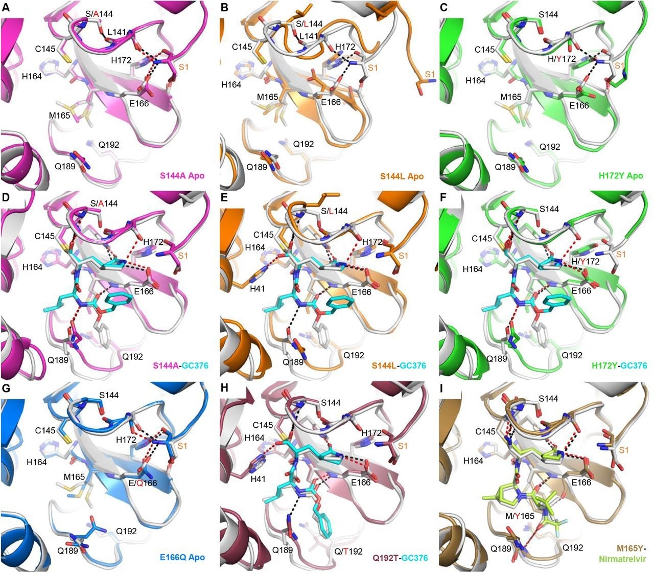 Structures cristallines aux rayons X des mutants Mpro. Chaque structure mutante est alignée avec la structure WT correspondante indiquée en blanc (apo, PDB 7JP1; complexe GC-376, 6WTT; complexe nirmatrelvir, 7RFW). Pour les structures mutantes, GC-376 et nirmatrelvir sont représentés respectivement en cyan et vert fluo. Les WT HB sont représentés par des tirets noirs pour les résidus sélectionnés sur les sites de mutation ou entre la protéine et l'inhibiteur. Les HB mutants sont représentés par des tirets rouges. Les mutations sont indiquées par du texte rouge. Le résidu S1 de l'extrémité N-terminale du protomère adjacent est marqué en orange. La chaîne latérale de L141 n'est pas représentée. (A) Apo Mpro S144A (magenta, PDB 8D4L). (B) Apo Mpro S144L (orange, PDB 8DFE). La vue du panneau B est légèrement décalée pour montrer le mouvement de l'extrémité N-terminale adjacente. (C) Apo Mpro H172Y (vert, APB 8D4J). (D) Complexe Mpro S144A GC-376 (magenta, PDB 8D4M). (E) Complexe Mpro S144L GC-376 (orange, PDB 8DD9). (F) Complexe Mpro H172Y GC-376 (vert, PDB 8D4K). Le résidu S1 est désordonné. (G) Apo Mpro E166Q (bleu, PDB 8D4N). (H) Complexe Mpro Q192T GC376 (mauve, PDB 8DGB). (I) Complexe Mpro M165Y Nirmatrelvir (marron, PDB 8DCZ).