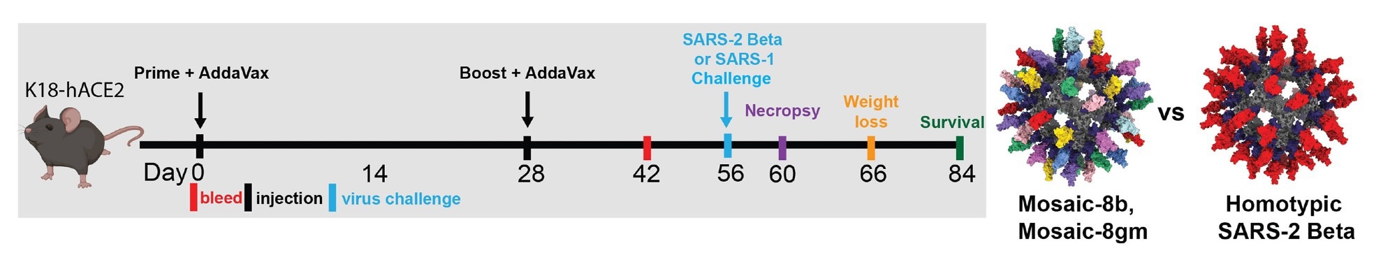 Les immunisations Mosaic-8b et homotypiques SARS-2 Beta RBD-mi3 ont induit des anticorps de liaison et de neutralisation chez les souris K18.  (A) Gauche : Calendrier de vaccination.  Des souris K18-hACE2 ont été immunisées soit avec 5 μg (équivalents RBD) mosaïque-8b, mosaïque-8 g, SARS-2 bêta homotypique, soit l'équivalent molaire de nanoparticules SpyCatcher003-mi3 non conjuguées.  Droite : Modèles structuraux de nanoparticules mosaïque-8 et homotypiques RBD-mi3 construits à l'aide de PDB 7SC1 (RBD), PDB 4MLI (SpyCatcher) et PDB 7B3Y (mi3).
