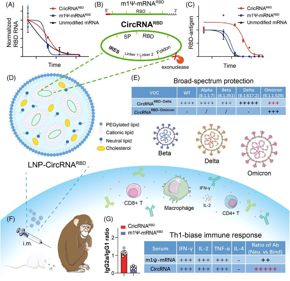 La stratégie de conception et les principaux avantages du vaccin circRNA contre le SRAS-CoV-2 et ses variants.  (A et C) Par rapport à m1Ψ-mRNARBD, circRNARBD a une demi-vie plus longue et une expression antigénique plus durable.  (B) L'élément IRES est introduit pour initier la traduction de l'antigène SARS-CoV-2 RBD.  (D, F et G) Les vaccins circRNA encapsulés par LNP injectés par voie intramusculaire à des souris et des macaques rhésus induisent une proportion plus élevée d'anticorps neutralisants et de réponse immunitaire Th1-biase que l'ARNm m1Ψ, ce qui est plus favorable à la clairance du SARS-CoV-2.  (E) Le vaccin CircRNARBD-Delta offre une protection à large spectre contre les variantes Delta et Omicron.  (A), (C) et (E) ont été reproduits à partir de la réf.  1.
