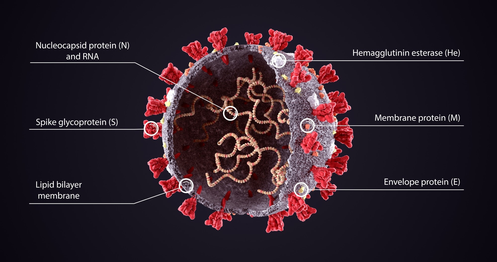 Study: Naturally occurring mutations of SARS-CoV-2 main protease confer drug resistance to nirmatrelvir. Image Credit: Orpheus FX / Shutterstock