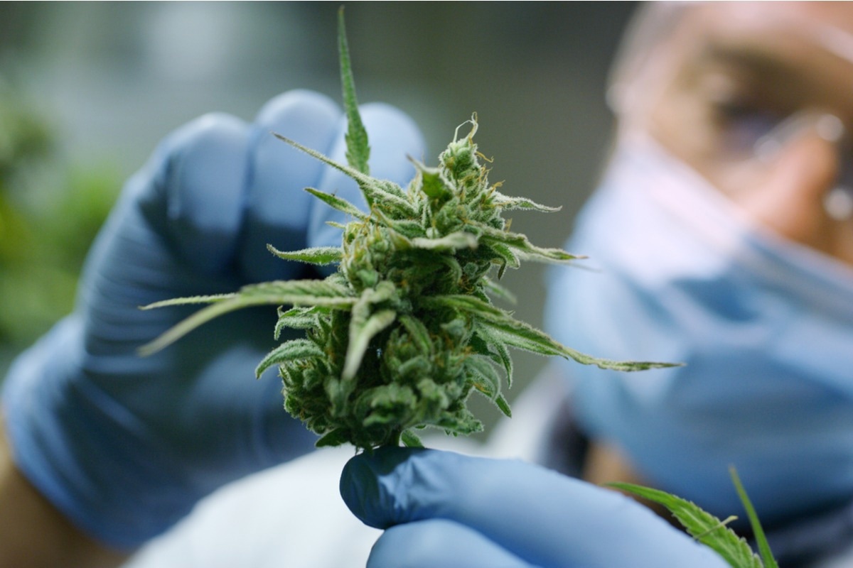 Study: Cannabis smoke condensate induces human gingival epithelial cell damage through apoptosis, autophagy, and oxidative stress. Image Credit: HQuality/Shutterstock