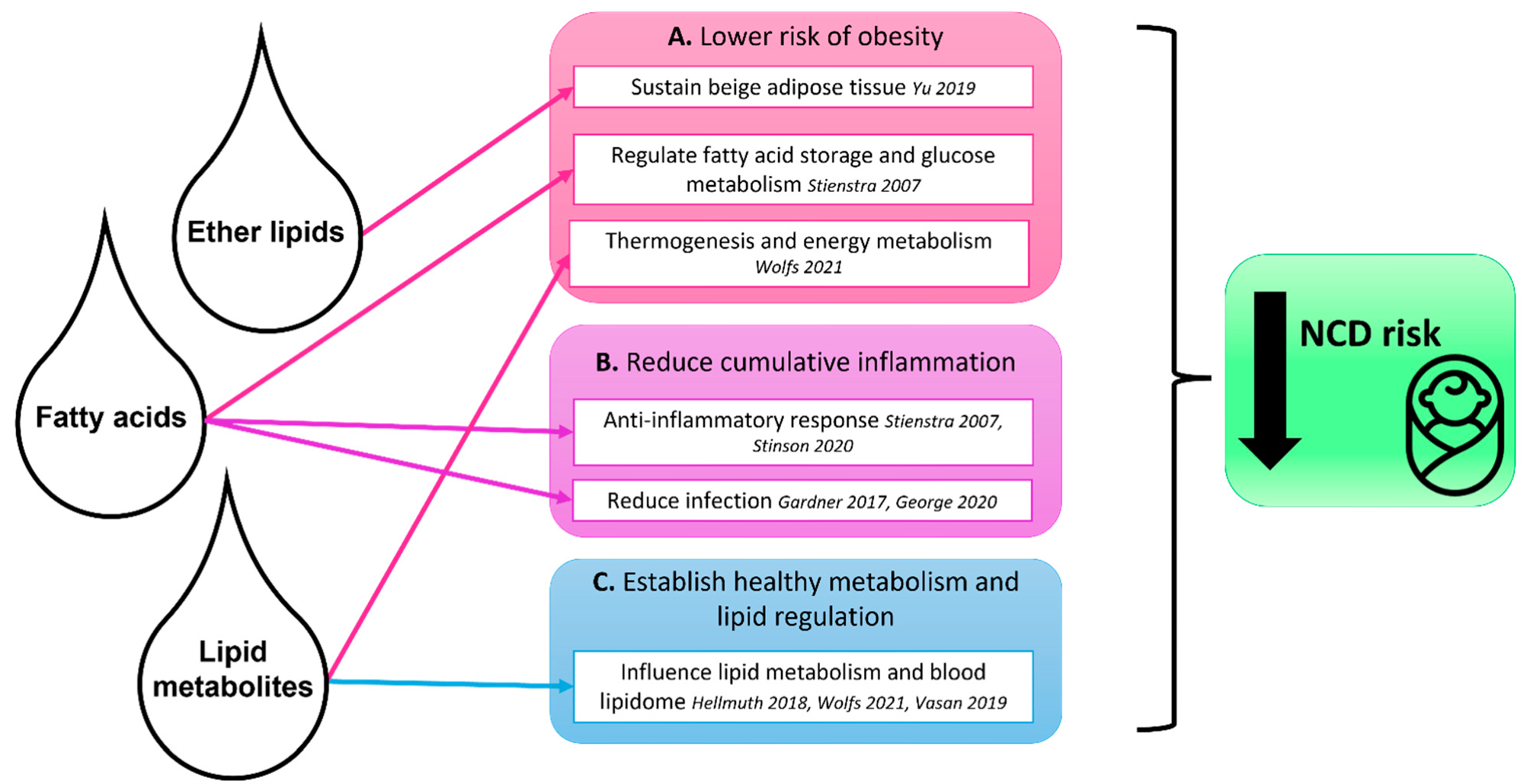 Résumé des rôles possibles des lipides bioactifs du lait maternel et des métabolites lipidiques dans la protection du nourrisson contre le risque de maladies non transmissibles.  Les lipides et les métabolites lipidiques sont délivrés au nourrisson tôt dans la vie par le lait maternel et contribuent à (A) réduire le risque d'obésité, (B) réduire l'inflammation cumulative et (C) établir un métabolisme sain et une régulation lipidique.  Les flèches indiquent les associations identifiées entre les composants du lait maternel et la protection du nourrisson, selon la littérature.