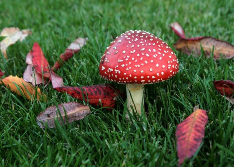 Study: Psychedelic drugs for psychiatric disorders. Image Credit: greenland/Shutterstock