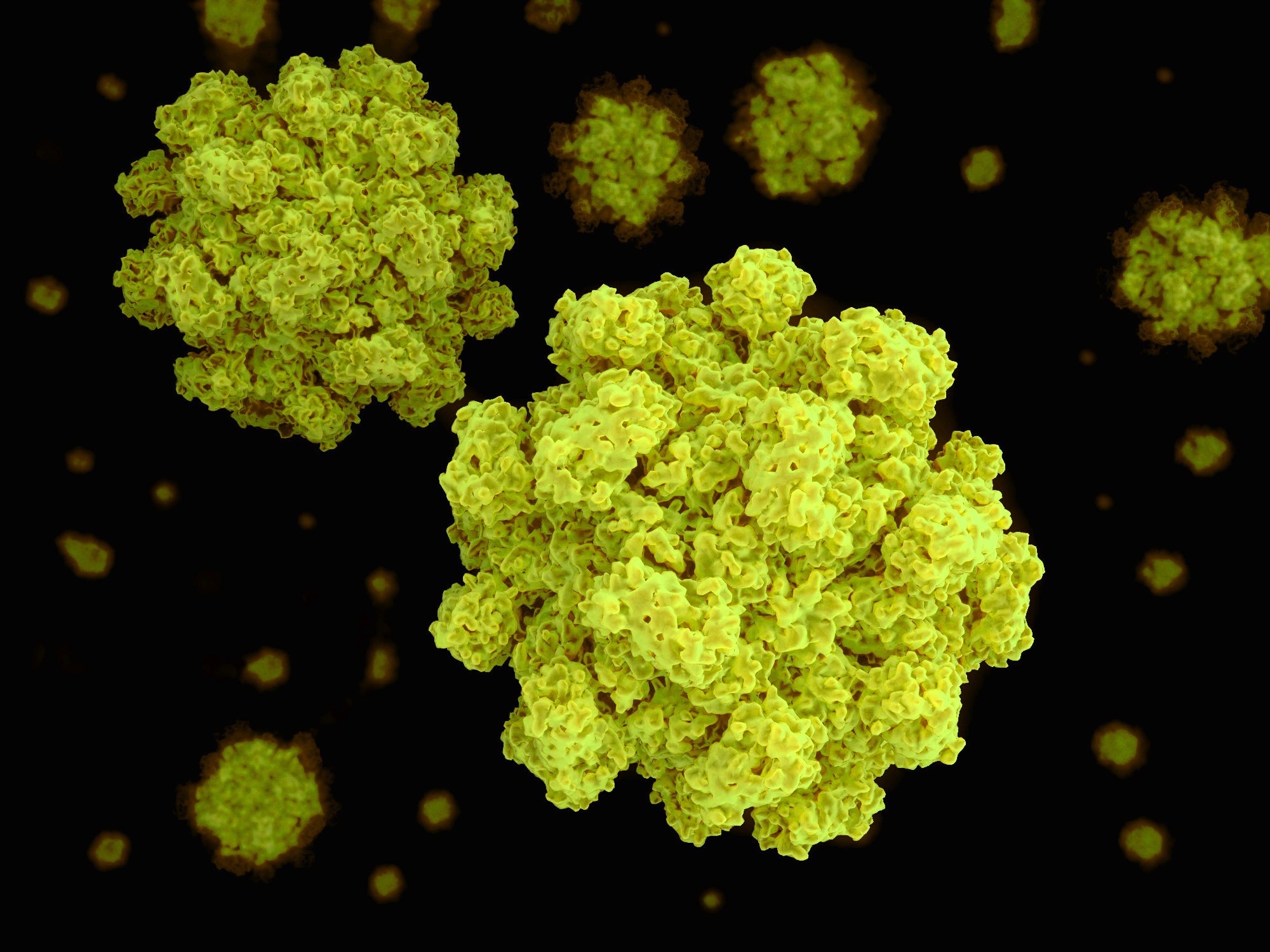 Study: TRIM7 restricts Coxsackievirus and norovirus infection by detecting the C-terminalglutamine generated by 3C protease processing. Image Credit: Juan Gaertner / Shutterstock