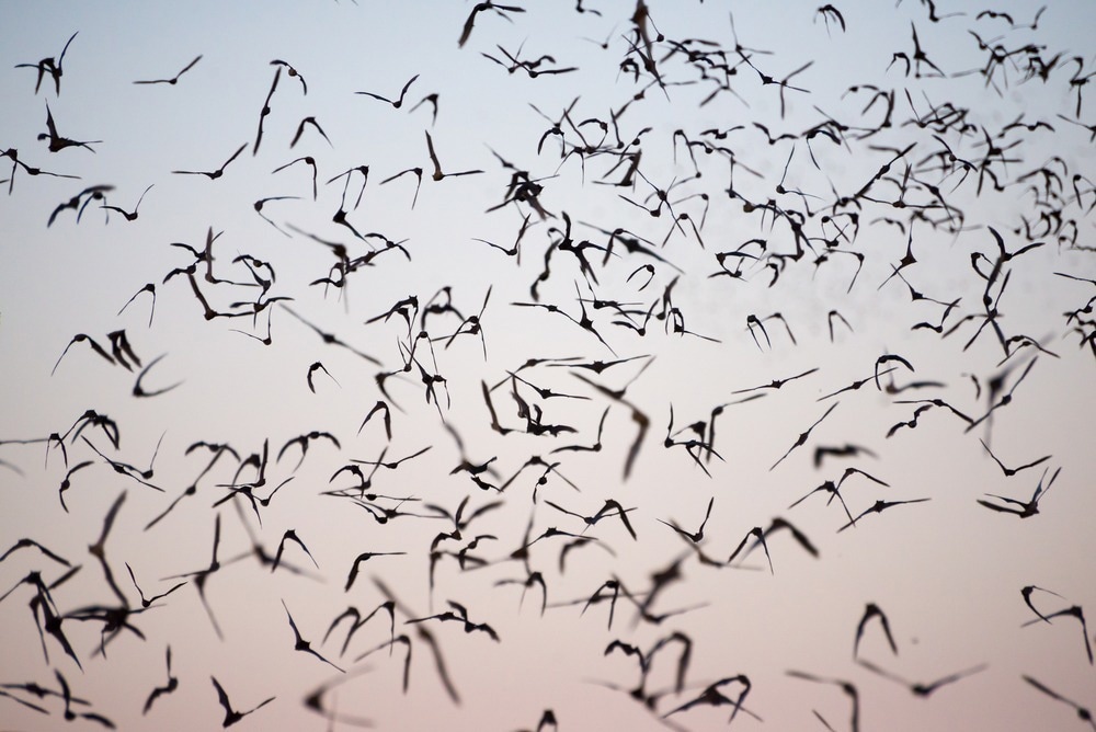Study: Synchronicity of viral shedding in molossid bat maternity colonies. Image Credit: GizmoPhoto/Shutterstock