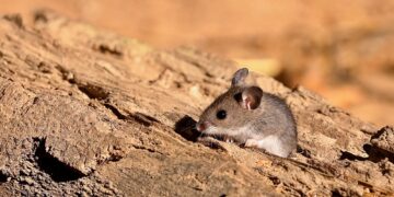 Study: SARS-CoV-2 infects multiple species of North American deer mice and causes clinical disease in the California mouse. Image Credit: jitkagold/Shutterstock