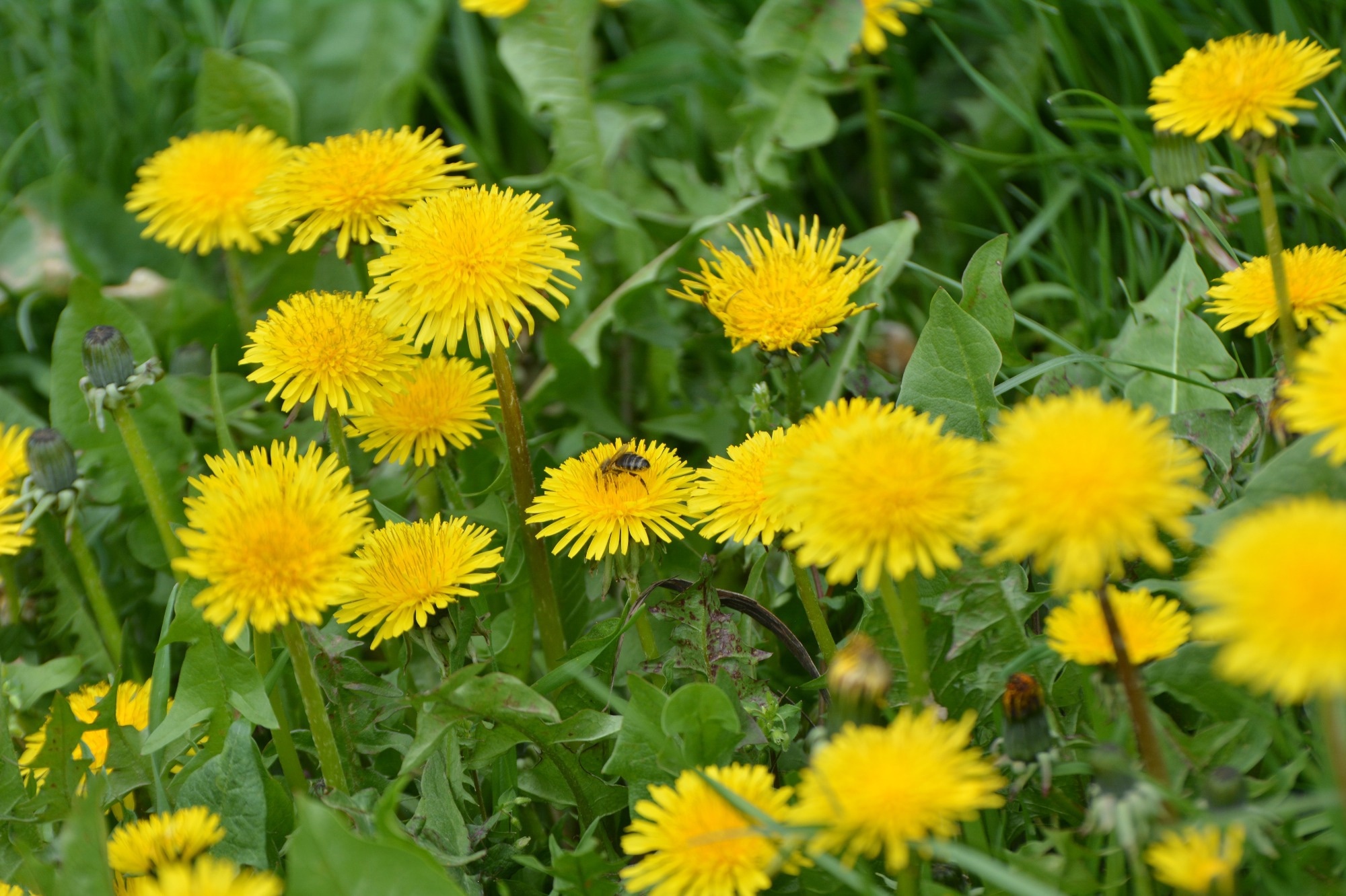 Pissenlit (Taraxacum officinale).  Crédit d'image : Orest lyzhechka / Shutterstock