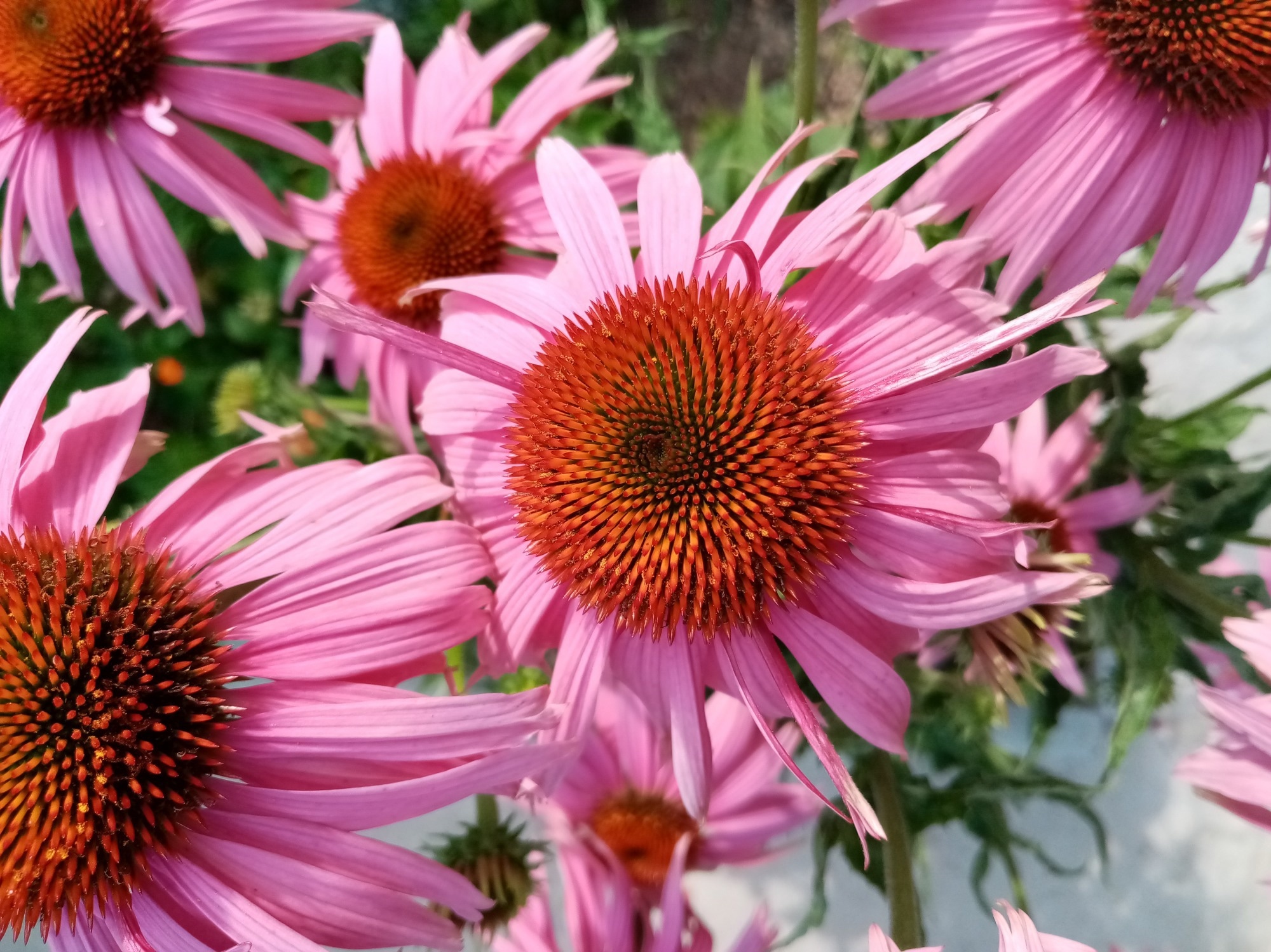 Fleur d'échinacée.  Crédit d'image : Maslovainspiration/Shutterstock