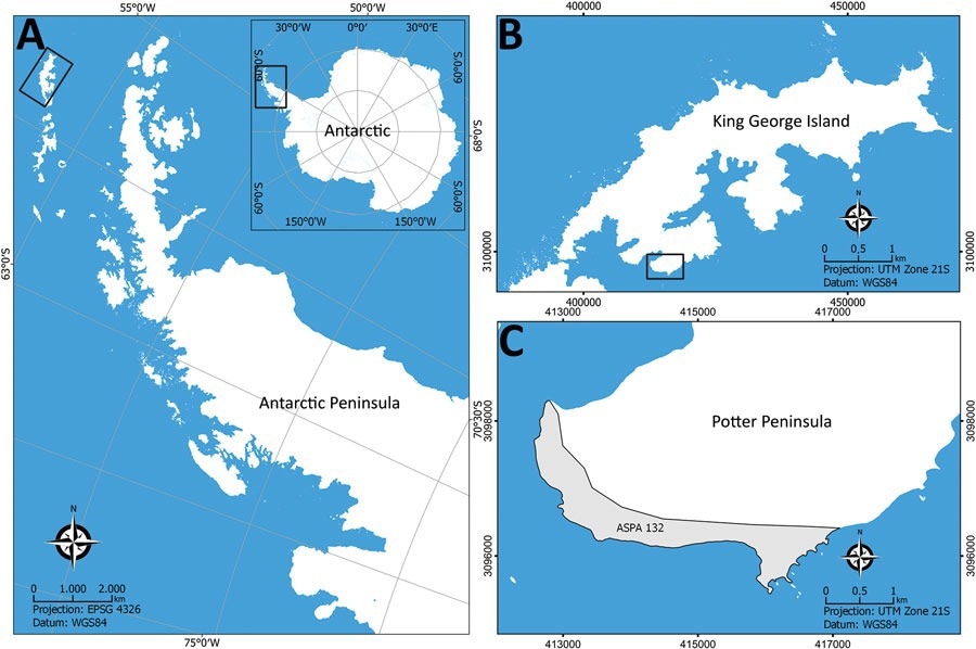 Lieux d'échantillonnage pour l'étude d'Histoplasma capsulatum en Antarctique. A) Localisation de la Péninsule Antarctique sur le continent Antarctique ; B) Île du Roi George ; C) Île Potter et zone spécialement protégée de l'Antarctique N°132. Source : Base de données numérique Antarctique du SCAR (https://www.scar.org/resources/antarctic-digital-database).