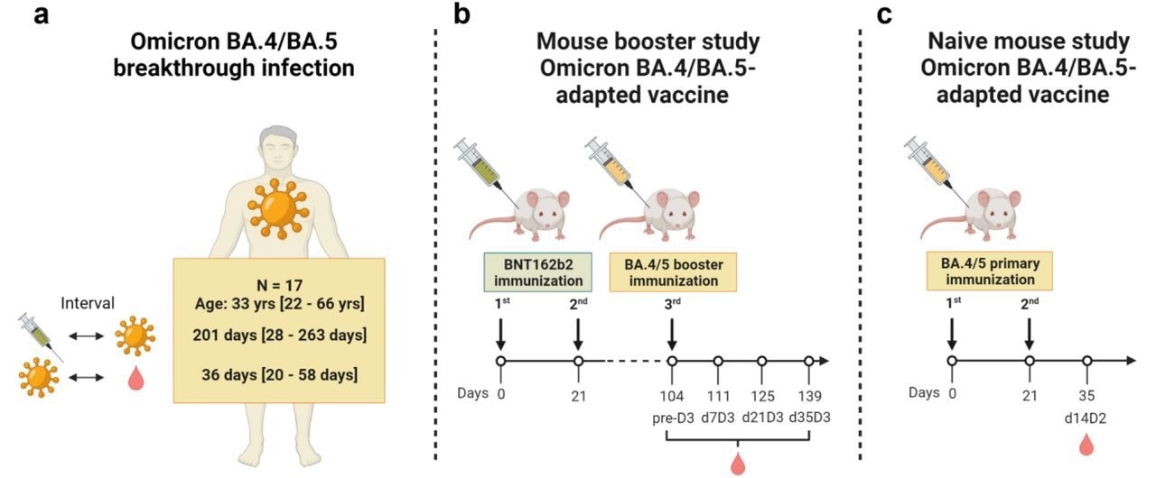 Étudier le design.  (a) L'effet d'une percée d'infection Omicron BA.4/BA.5 sur l'activité neutralisante du sérum a été évalué chez des individus vaccinés avec trois doses de vaccin ARNm COVID-19 (régimes homologues ou hétérologues BNT162b2/ARNm-1273) qui ont ensuite subi une infection par Omicron BA.4 ou BA.5.  Les intervalles entre la vaccination, la percée d'infection et l'échantillonnage sont indiqués sous forme de médiane/intervalle.  (b) Les effets des vaccins prototypiques de rappel adaptés à Omicron BA.4/BA.5 sur l'activité neutralisante du sérum ont été étudiés chez des souris vaccinées deux fois à 21 jours d'intervalle avec BNT162b2, suivi d'une dose de rappel de BA.4/BA.5 adapté vaccins 3,5 mois plus tard.  L'activité neutralisante a été évaluée avant (pré-J3) et 7, 21 et 35 jours après le rappel (j7J3, j21J3, j35J3, respectivement).  ( c ) Les effets des vaccins prototypes adaptés à Omicron BA.4 / BA.5 sur l'activité neutralisante du sérum ont été étudiés chez des souris naïves vaccinées deux fois à 21 jours d'intervalle avec des vaccins adaptés à BA.4 / BA.5.  L'activité neutralisante a été évaluée 14 jours après l'administration de la seconde dose (j14D2).  Une pureté et une intégrité de l'ARN comparables et l'expression des antigènes in vitro ont été confirmées pour les vaccins BNT162b2 et adaptés à Omicron