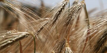 Existe-t-il un traitement naturel contre le SIBO ?