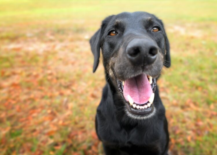 Study: Clinical and epidemiologic features of SARS-CoV-2 in dogs and cats compiled through national surveillance in the United States. Image Credit: Lindsay Helms / Shutterstock
