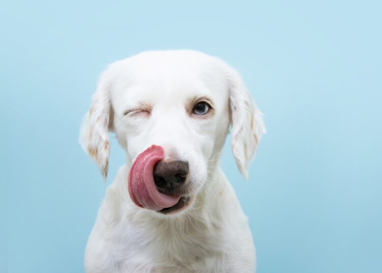 Study: Dogs can discriminate between human baseline and psychological stress condition odours. Image Credit: smrm1977/Shutterstock