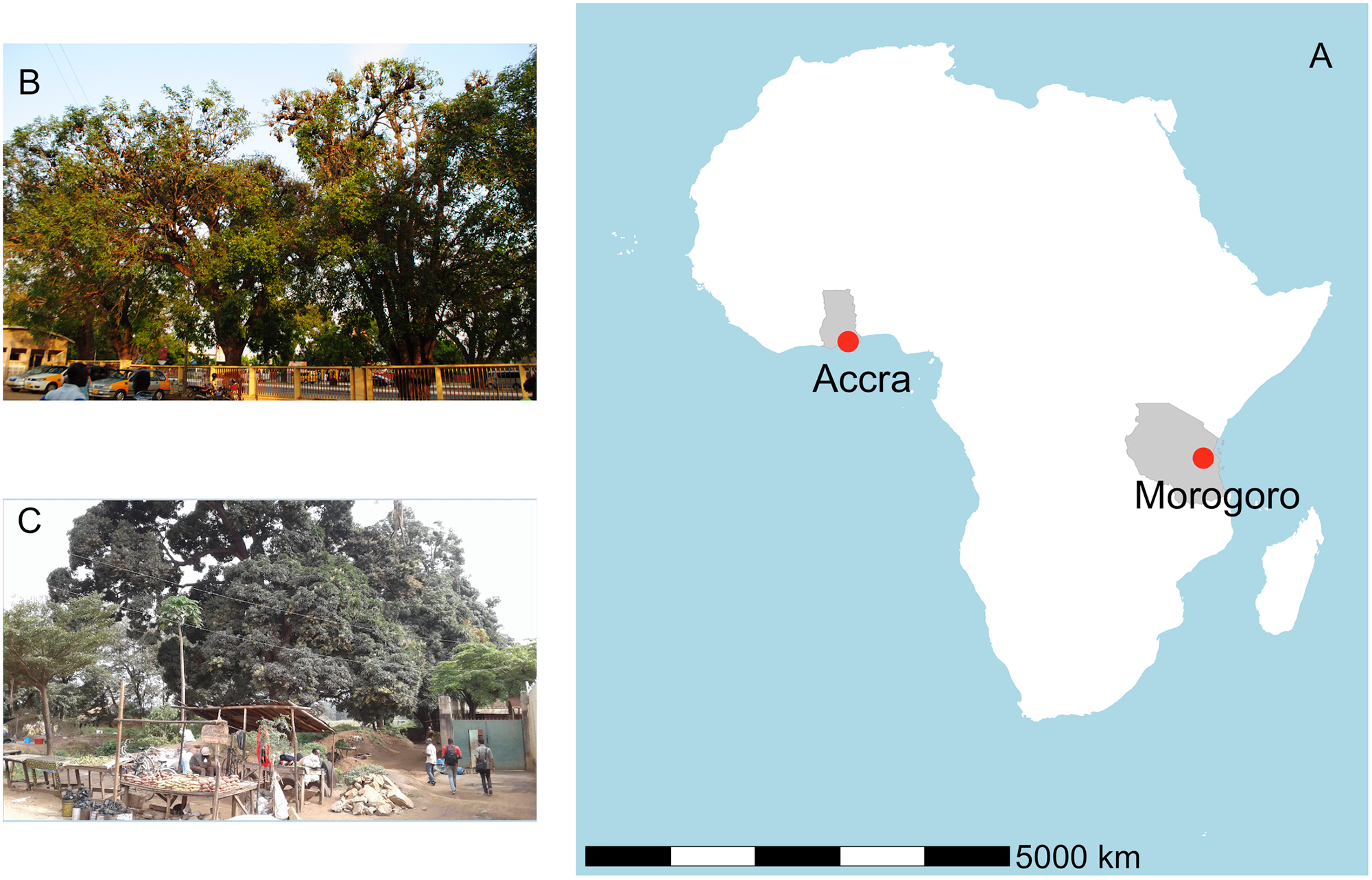 Le panneau A montre les emplacements des gîtes en Afrique.  Le panneau B montre certains des arbres occupés à l'hôpital militaire 37 à Accra, au Ghana et le panneau C montre des chauves-souris perchées au marché de Kikundi à Morogoro, en Tanzanie.