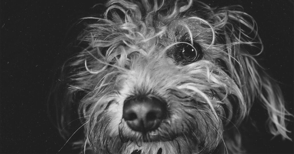 Les chiens renifleurs de stress peuvent détecter la détresse humaine avec une précision de près de 94 %, selon une étude