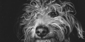 Les chiens renifleurs de stress peuvent détecter la détresse humaine avec une précision de près de 94 %, selon une étude