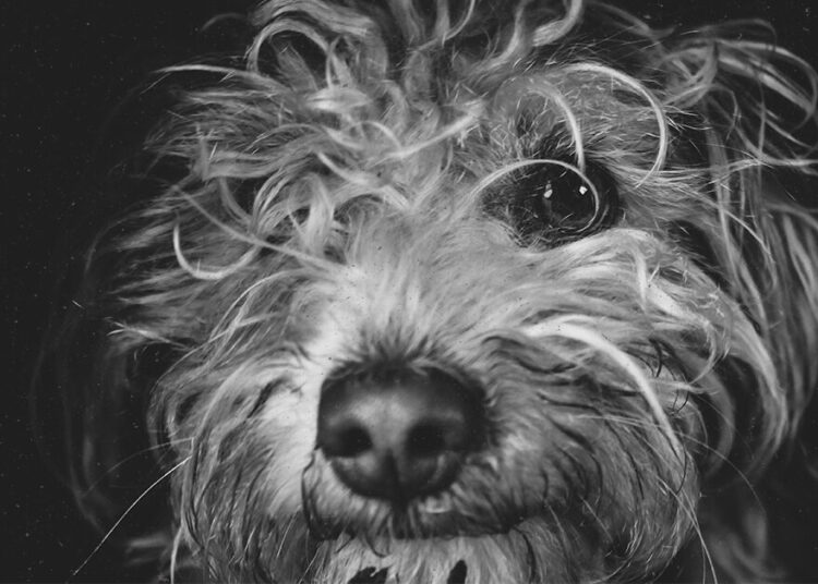 Les chiens renifleurs de stress peuvent détecter la détresse humaine avec une précision de près de 94 %, selon une étude