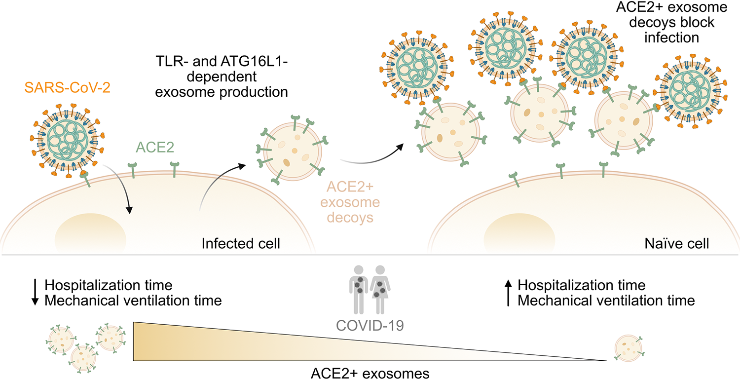 Les exosomes ACE2-positifs sont des leurres endogènes qui limitent l'infection par le SRAS-CoV-2 et la gravité du COVID-19.  L'infection par le SARS-CoV-2 déclenche la production et la libération d'exosomes qui expriment le récepteur ACE2 du SARS-CoV-2 à leur surface.  Ce processus dépend probablement des voies de signalisation TLR et du composant d'autophagie ATG16L1.  Les exosomes ACE2-positifs agissent comme des leurres en se liant au SRAS-CoV-2, empêchant ainsi les particules virales d'interagir avec l'ACE2 exprimé à la surface des cellules hôtes naïves.  Dans les BALF de patients COVID-19 gravement malades, l'abondance de ces exosomes ACE2-positifs, ainsi que la quantité d'ACE2 exprimée sur chaque exosome, variaient considérablement d'un individu à l'autre.  Les patients présentant des niveaux plus élevés d'exosomes ACE2-positifs ont été hospitalisés pendant des durées plus courtes et ont nécessité moins de jours de ventilation mécanique que les patients présentant des niveaux inférieurs d'exosomes ACE2-positifs.  Cela suggère que les exosomes ACE2-positifs endogènes peuvent avoir un rôle de leurre protecteur contre le SRAS-CoV-2 chez l'homme.  ACE2, enzyme de conversion de l'angiotensine 2 ;  ATG16L1, lié à l'autophagie 16 comme 1 ;  BALF, liquide de lavage bronchioalvéolaire ;  COVID-19, maladie à coronavirus 2019 ;  SARS-CoV-2, Coronavirus 2 du Syndrome Respiratoire Aigu Sévère ;  TLR, récepteur de type Toll.