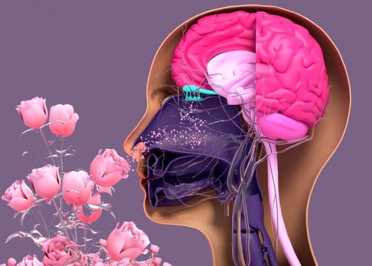 Study: The Omicron Variant of SARS-CoV-2 and its Effect on the Olfactory System. Image Credit: Design_Cells/Shutterstock