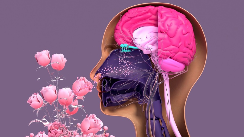 Study: The Omicron Variant of SARS-CoV-2 and its Effect on the Olfactory System. Image Credit: Design_Cells/Shutterstock