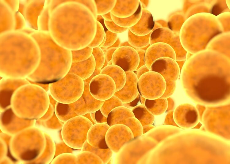 Study: SARS-CoV-2 infection drives an inflammatory response in human adipose tissue through infection of adipocytes and macrophages. Image Credit: Pavel Chagochkin/Shutterstock