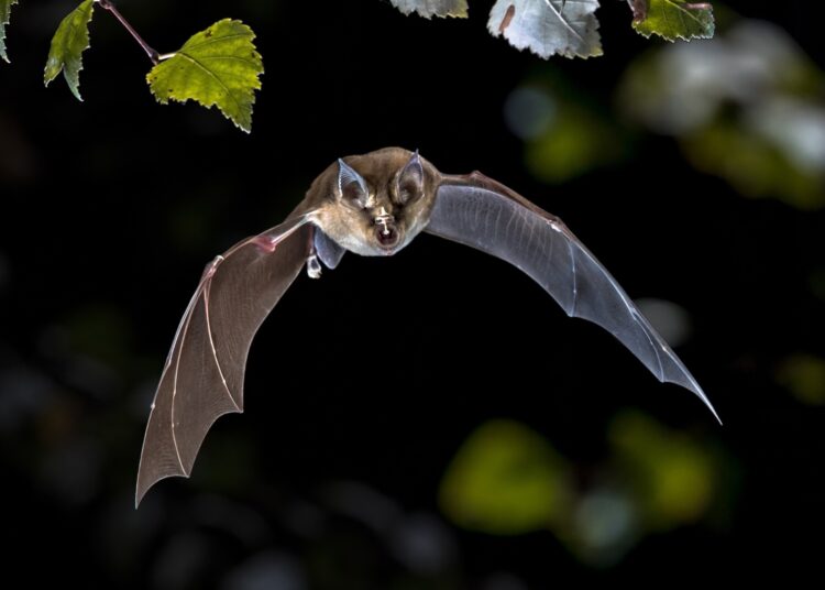 Study: An ACE2-dependent Sarbecovirus in Russian bats is resistant to SARS-CoV-2 vaccines. Image Credit: Rudmer Zwerver/Shutterstock