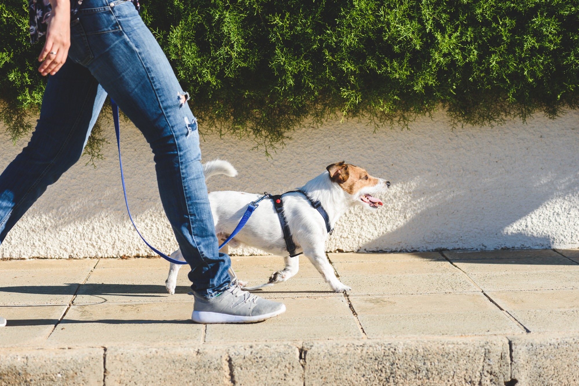 Study: Association of Daily Step Count and Intensity With Incident Dementia in 78,430 Adults Living in the UK. Image Credit: alexei_tm / Shutterstock