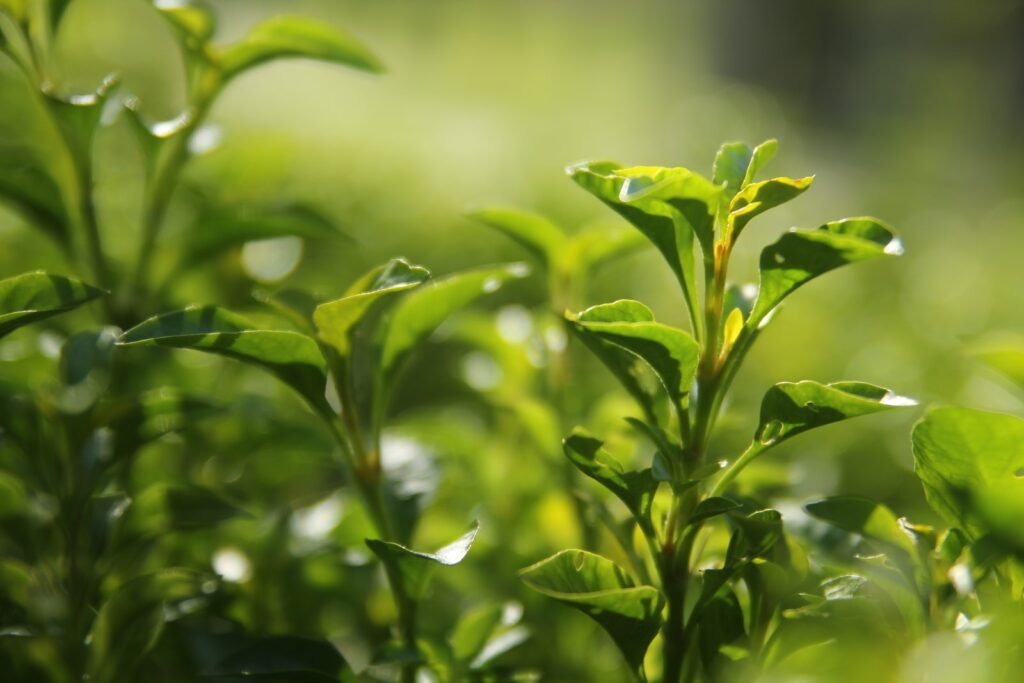 Thé vert : 5 conseils de consommation