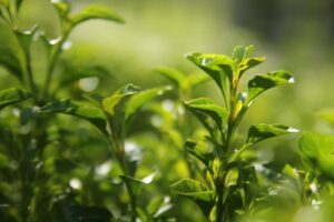 Thé vert : 5 conseils de consommation