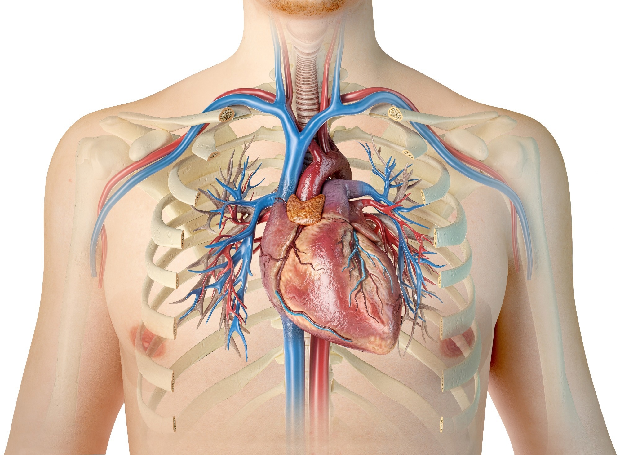 Crédit d'image : Matis75/Shutterstock