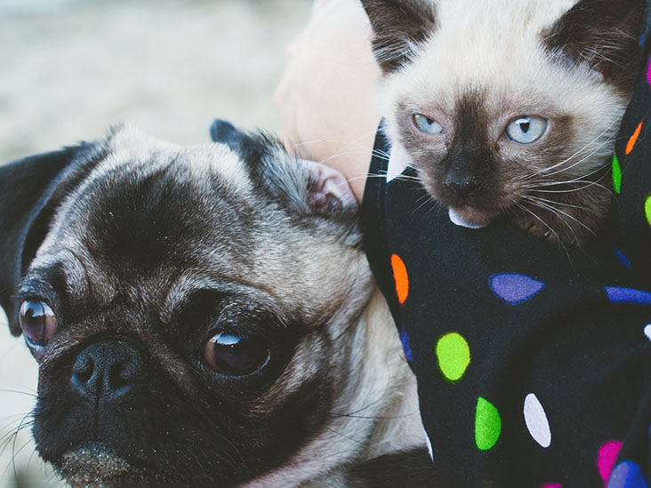 Chiens ou chats ? Pour les personnes très émotives, cet animal peut offrir un meilleur soutien