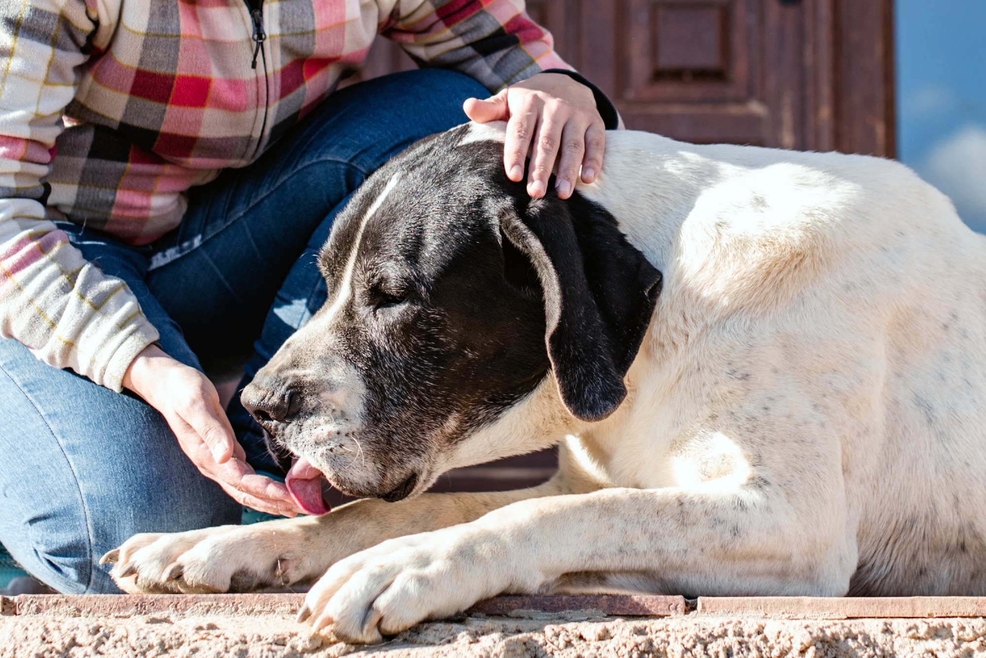 Study: Infection of SARS-CoV-2 in domestic dogs associated with owner viral load. Image Credit: Alicia Fdez/Shutterstock