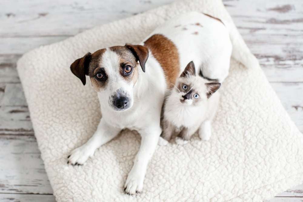 Study: The risk of reverse zoonotic transmission to pet animals during the current global monkeypox outbreak, United Kingdom, June to mid-September 2022. Image Credit: Gladskikh Tatiana