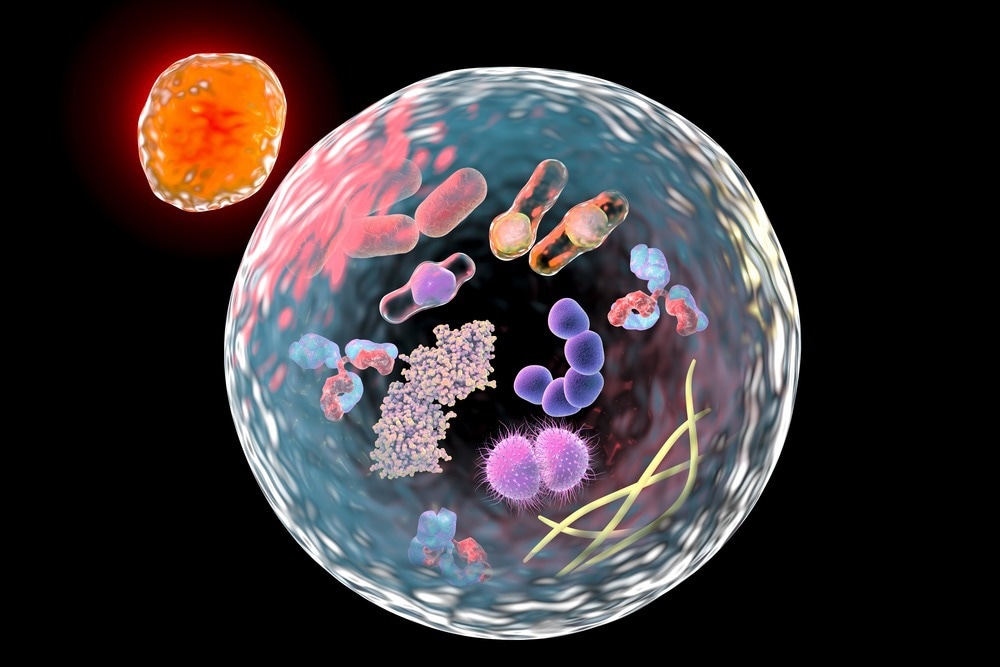 Le coronavirus du syndrome de diarrhée aiguë porcine favorise la réplication en induisant l'autophagie