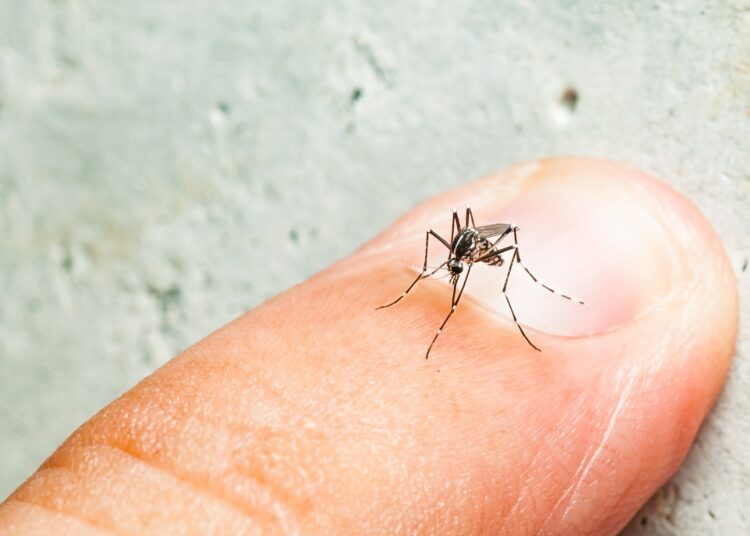 Study: Differential mosquito attraction to humans is associated with skin-derived carboxylic acid levels. Image Credit: Fendizz / Shutterstock