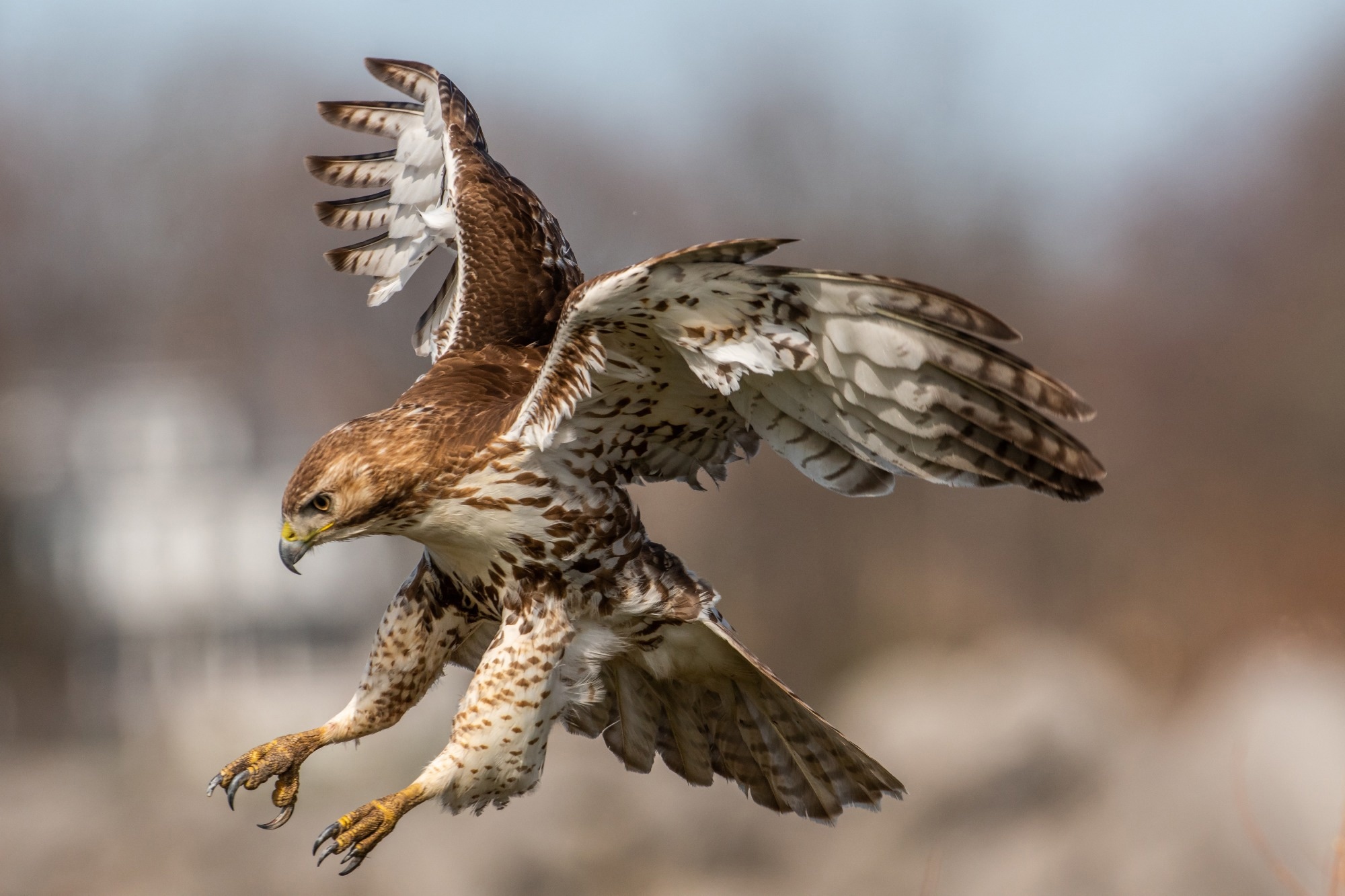 Study: Iceland as Stepping Stone for Spread of Highly Pathogenic Avian Influenza Virus between Europe and North America. Image Credit: David Brace/Shutterstock