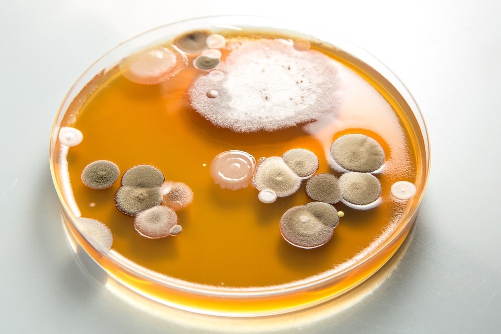 Study: The Geographic Distribution of Dimorphic Mycoses in the United States for the Modern Era. Image Credit: sruilk / Shutterstock.com